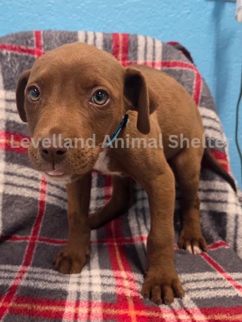 Opal #D25-12004: Female Dog