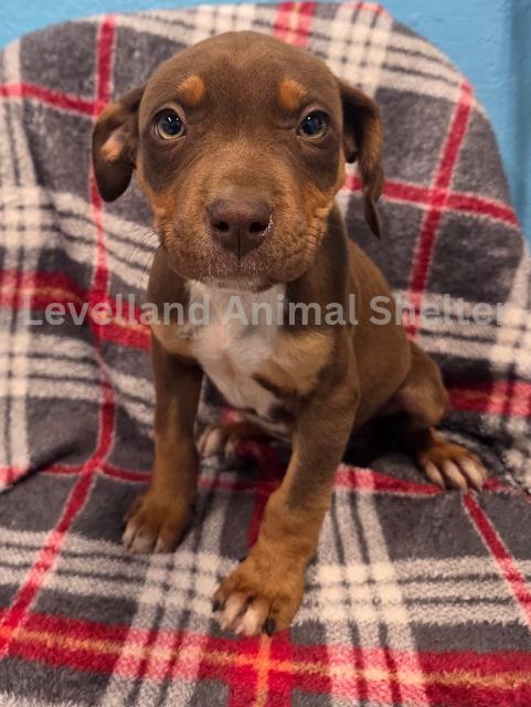 Ruby #D25-12002: Female Dog