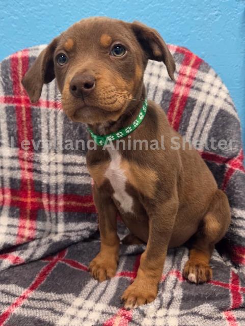 Pearl #D25-12003: Female Dog