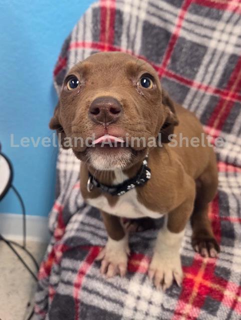 Amber #D25-12005: Female Dog