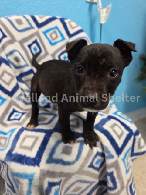 Bumble #D25- 12006: Male Dog