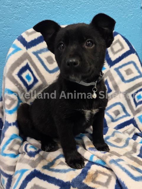 Cherry #D25-12008: Female Dog