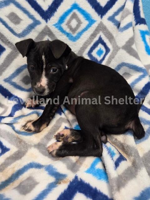 Blossom #D25-12009: Female Dog