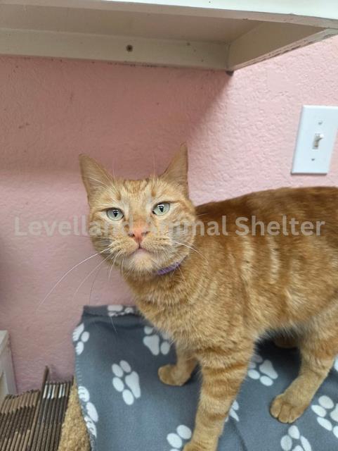Xander #C25-12001: Male Cat