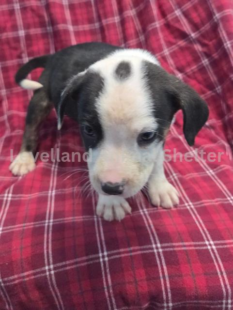 Creek #D25-12022: Female Dog