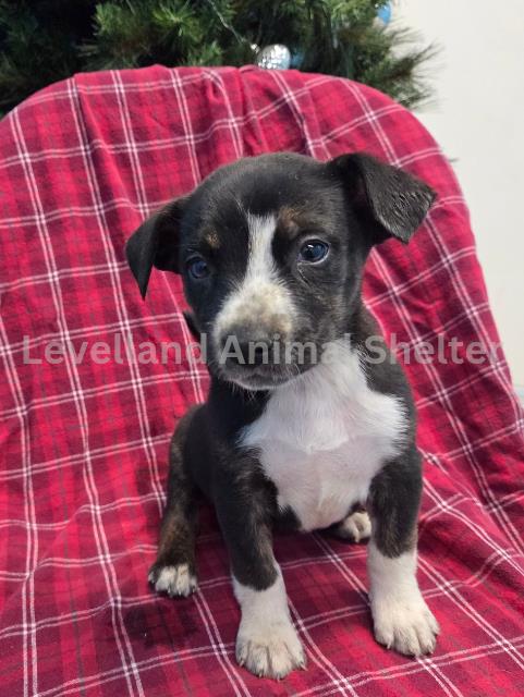 River #D25-12023: Female Dog