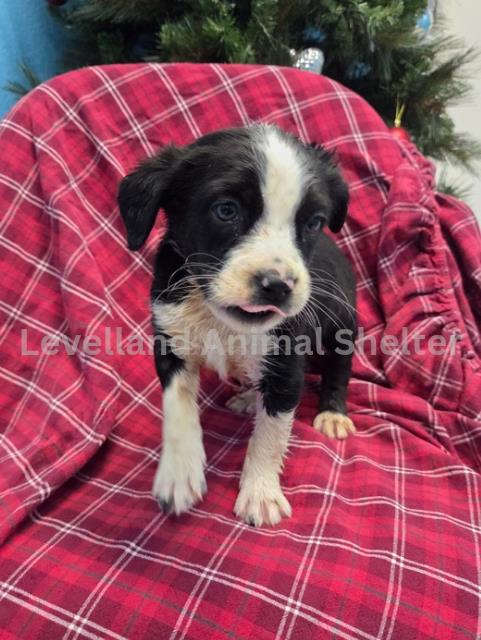 Ocean  #D25-12024: Female Dog