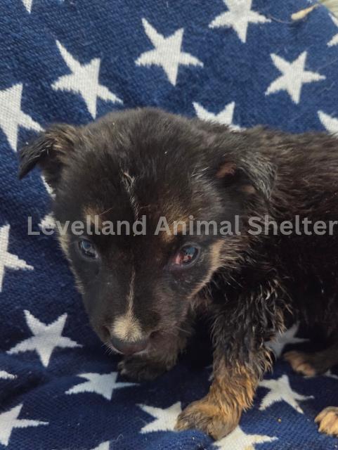 Hawkeye #D25-12012: Male Dog