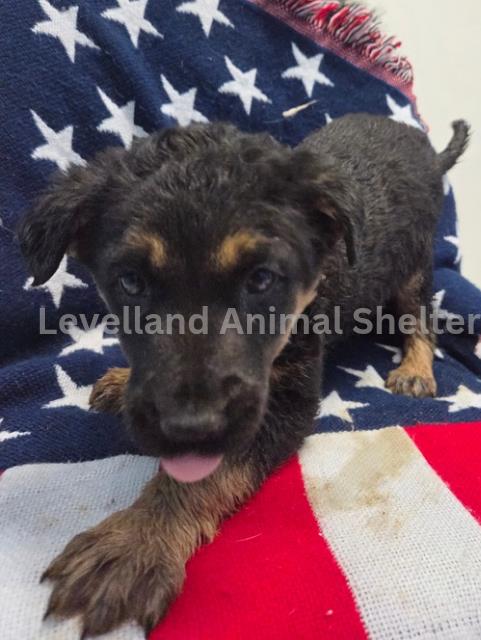 Captain Marvel #D25-12028: Female Dog