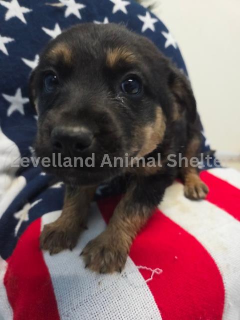 Gamora #D25-12029: Female Dog