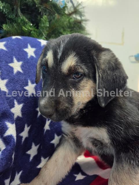 Green Lanturn #D25-12034: Male Dog