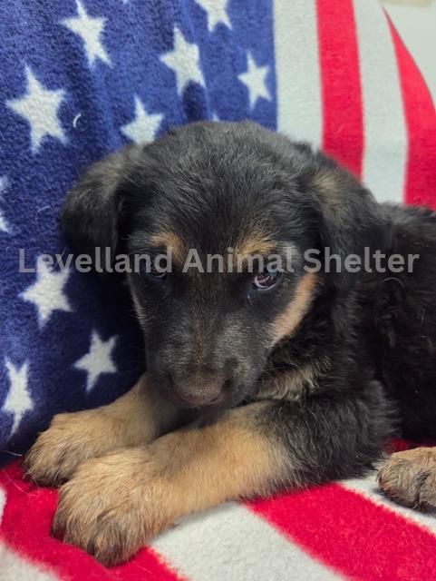 Spiderman #D25-12037: Male Dog