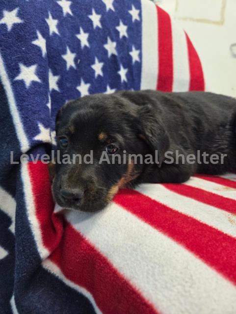 Thanos #D25-12038: Male Dog