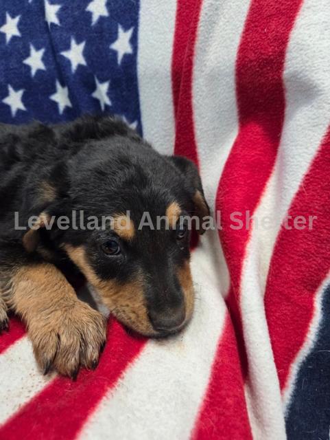 Lex Luther #D25-12039: Male Dog