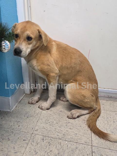 Tory #D25-12032: Female Dog