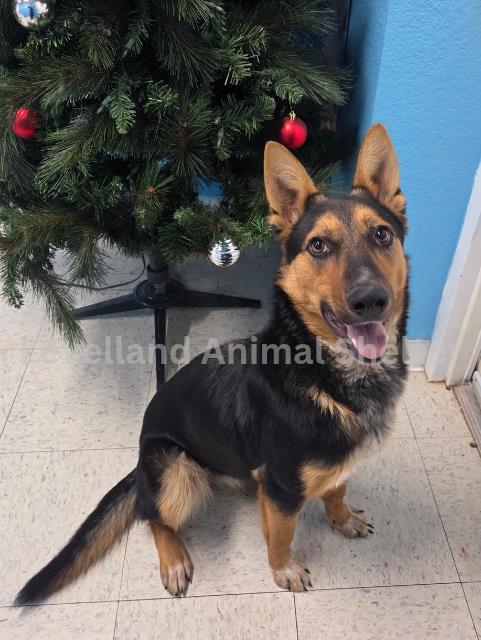 Misty #D25-12018: Female Dog