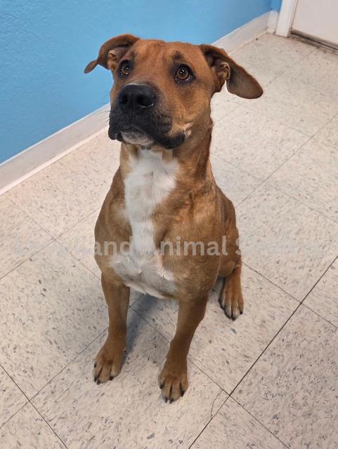 Brody #D25-12026: Male Dog
