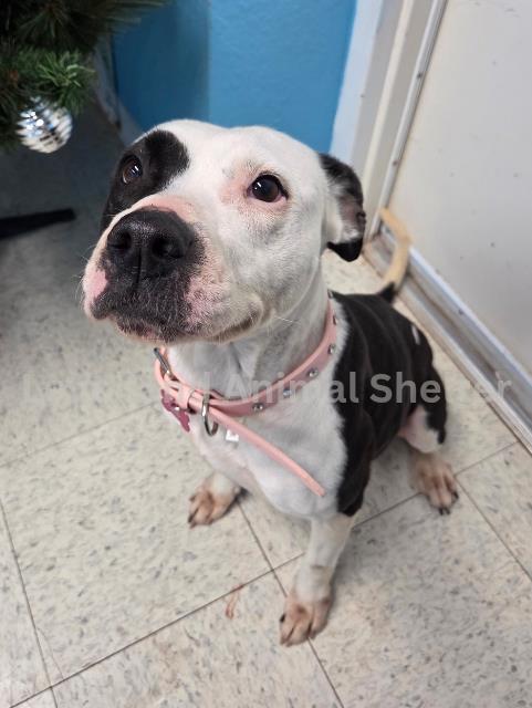 Layla [no ID #]: Female Dog