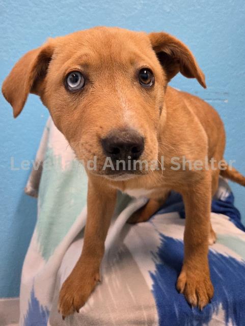 Diego #D26-01003: Male Dog