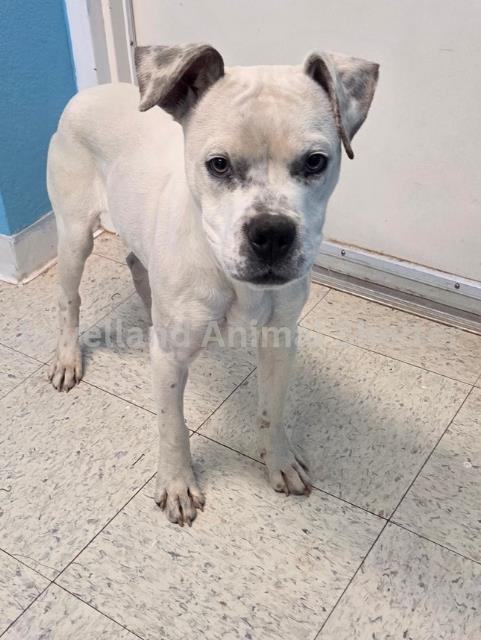 Baloo #D26-01008: Male Dog