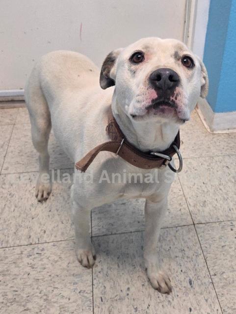 Diamond #D26-01020: Female Dog