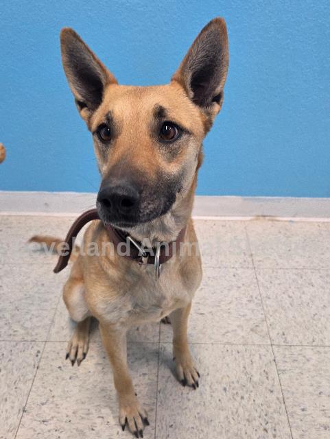 Bella #D26-01019: Female Dog