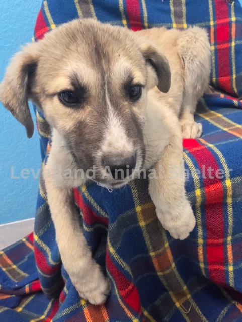 Webber #D26-01026: Male Dog