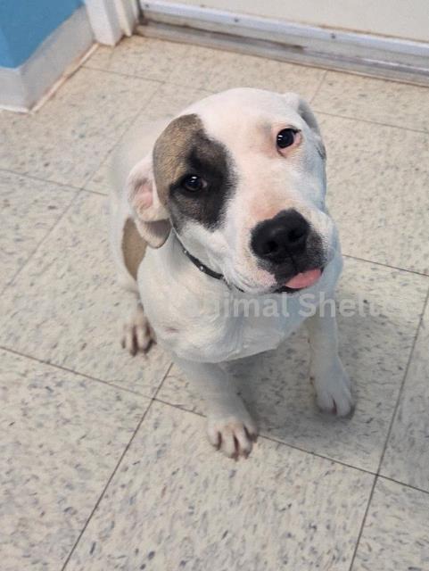Daisy #D26-02002: Female Dog