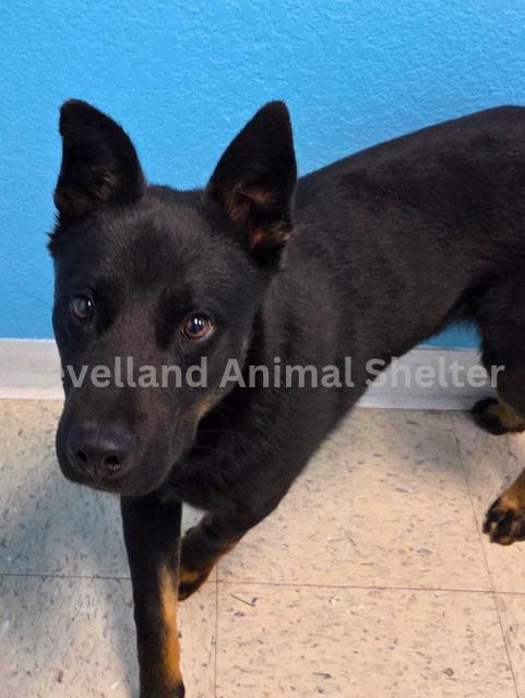 Lennon #D26-02009: Male Dog