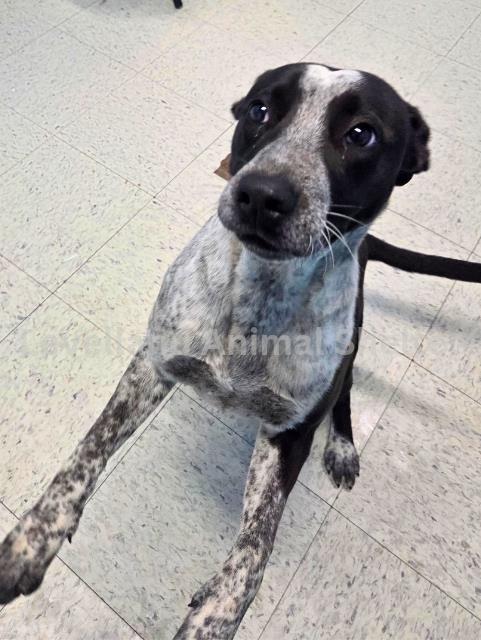 Femi #D26-02008: Female Dog