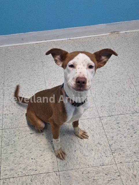 Allie #D26-02010: Female Dog