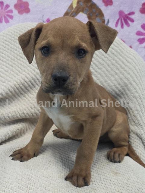 Cullen #D26-02013: Male Dog