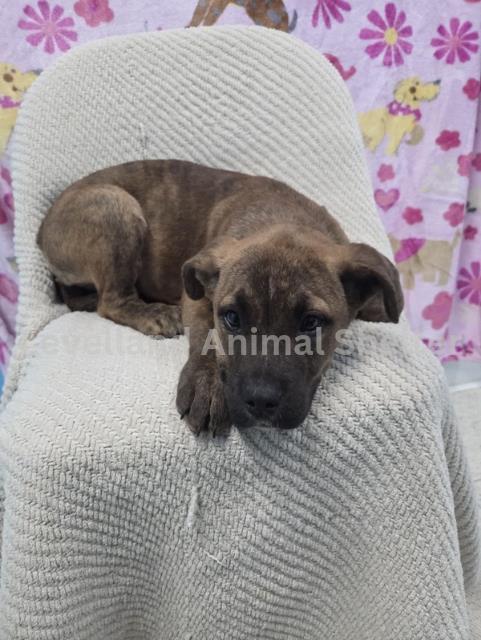 Tristen #D26-02014: Male Dog