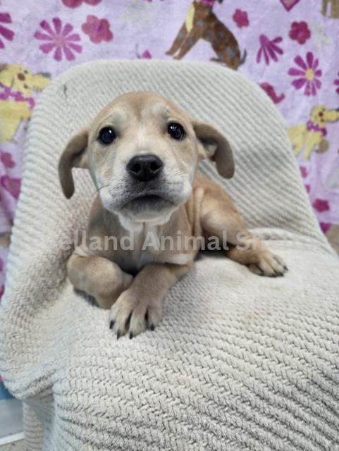 Roselyn #D26-02015: Female Dog