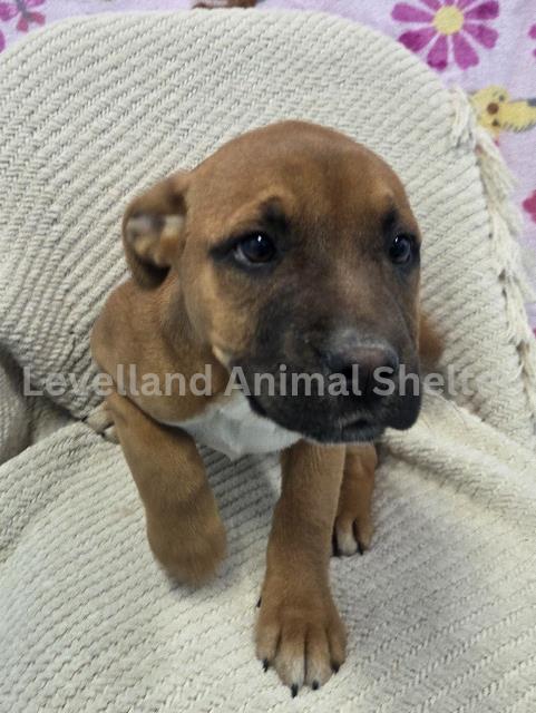 Aurelia  #D26-02016: Female Dog