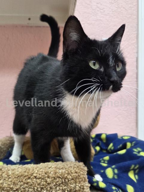 Calypso #C26-02001: Female Cat