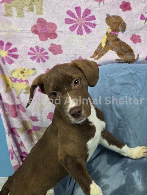 Yoshi #D25-12068: Male Dog