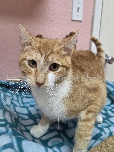 Sunny #C26-02004: Male Cat
