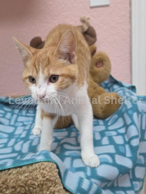 Blaze #C26-02006: Male Cat