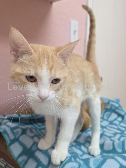 Pheonix  #C26-02005: Male Cat