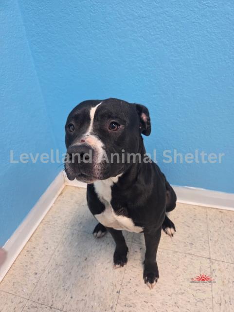 Geralt #D25-06034: Male Dog