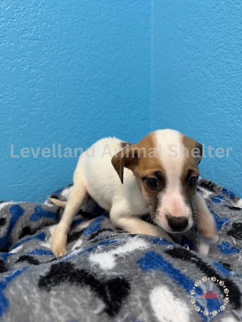 Thunder #D25-06043: Male Dog