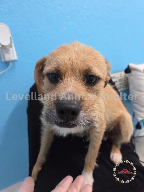 Rae #D25-06033: Female Dog
