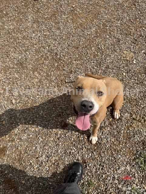 Addison #D25-06025: Female Dog