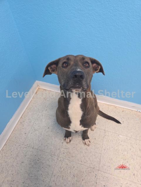 Ainslie #D25-06026: Female Dog