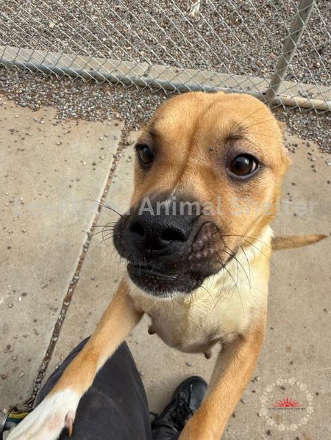 Sam #D25-06035: Female Dog