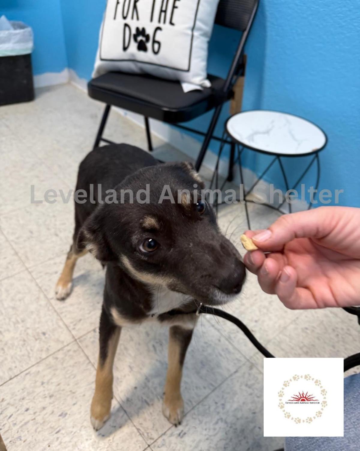 Maggie #D25-05020: Female Dog