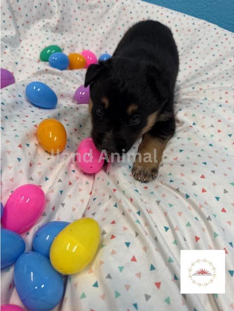 Payton #D25-04036: Female Dog