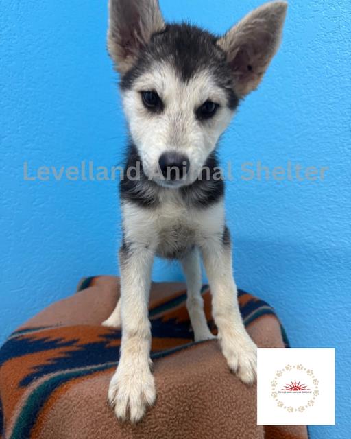 Athena #D25-05031: Female Dog