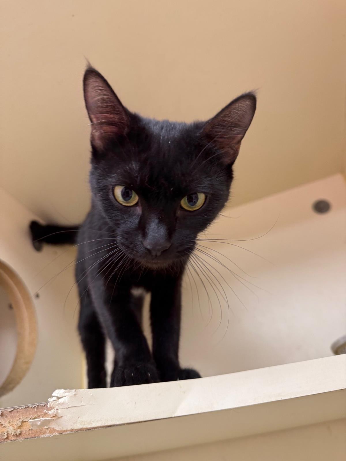 Toothless #C25-05005: Female Cat